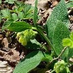 Symphytum tuberosum Hábito