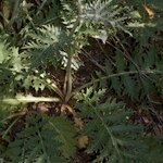 Cynara algarbiensis Habit