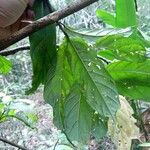 Coccoloba lucidula Лист