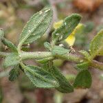 Helianthemum salicifolium Likasa