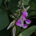 Neustanthus phaseoloides फूल
