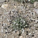 Physaria purpurea Hábito