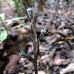 Pachyplectron arifolium Bark
