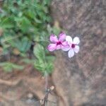 Otomeria oculata Flor