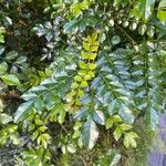 Fraxinus griffithii ᱥᱟᱠᱟᱢ