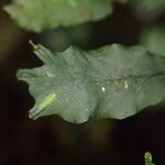 Trichomanes erosum Folha