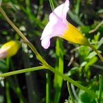 Oxalis caprina