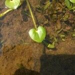 Heteranthera reniformis Hoja