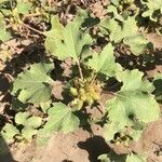 Xanthium orientale Leaf