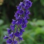 Delphinium elatumFlower