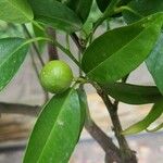 Citrus × aurantiifolia Fruit