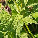 Geranium himalayense Leaf