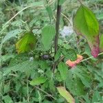 Solanum americanumVili