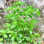 Synedrella nodiflora Хабит