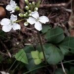 Cardamine trifolia Flower
