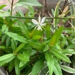 Chlorophytum comosum Floare