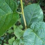 Corylus americana 樹皮