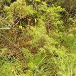 Seseli peucedanoides Flor
