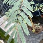 Calliandra houstoniana Leaf