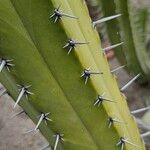 Myrtillocactus geometrizans Leaf