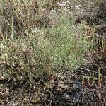 Limonium bellidifolium Habitus