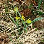 Gagea lutea Habit