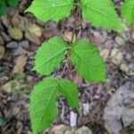 Aralia spinosa Blatt