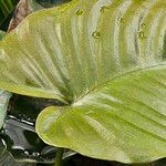 Calla palustris ഇല