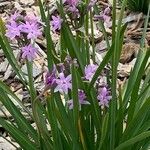 Tulbaghia violaceaBlodyn