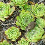 Sempervivum tectorum Leaf