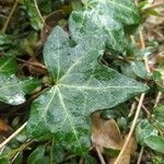 Hedera hibernica 葉