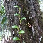 Bulbophyllum ngoyense Alkat (teljes növény)