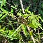 Chusquea ramosissima Leaf