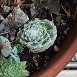 Sempervivum arachnoideum Blad