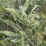 Amorpha canescens Blad