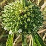 Leucas deflexa Fleur