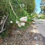 Melaleuca huegelii Flor