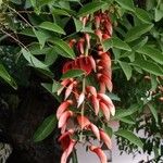 Erythrina crista-galli फूल