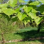 Acer capillipes List