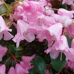 Rhododendron williamsianum Flower