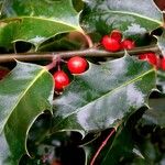 Ilex aquifolium Fruit