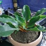 Chlorophytum orchidastrum Leaf