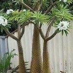 Pachypodium lamerei Fuelha