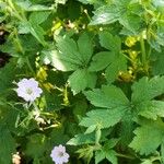 Geranium versicolor Natur