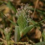 Sporobolus schoenoides Fruit