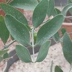 Simmondsia chinensis Φύλλο