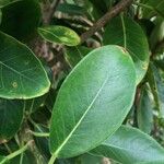 Ficus reflexa Leaf