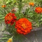 Tagetes erectaFlors