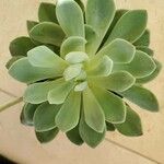 Pachyphytum bracteosum পাতা