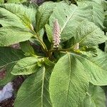 Phytolacca esculenta Квітка